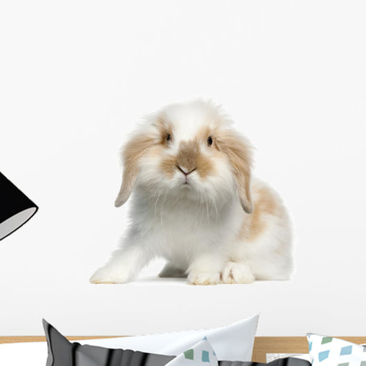 Lop rabbit Wall Decal