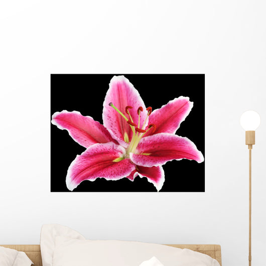Macro Beautiful Pink Lily