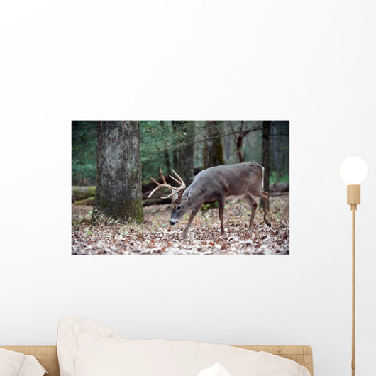 Whitetail Deer Buck Walking