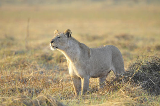 Lioness Wall Mural