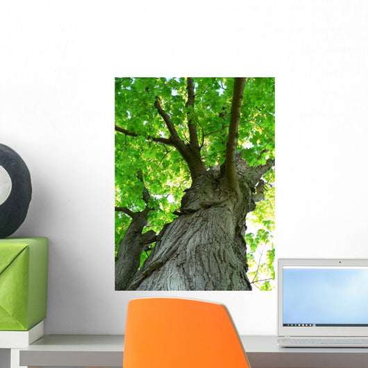 Maple Tree Wall Mural