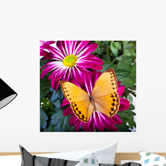 Howqua Butterfly