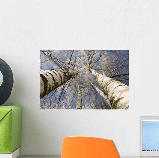 Winter Birches White Rime