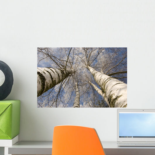 Winter Birches White Rime