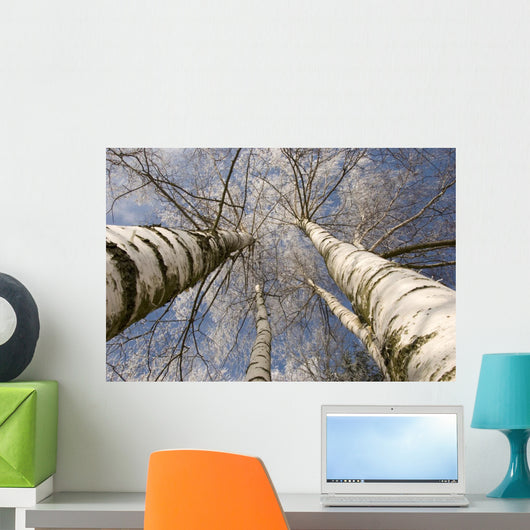 Winter Birches White Rime
