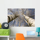 Winter Birches White Rime