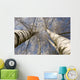 Winter Birches White Rime
