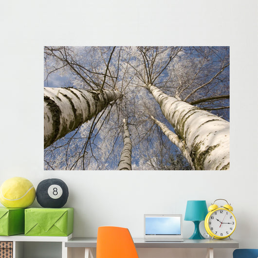 Winter Birches White Rime