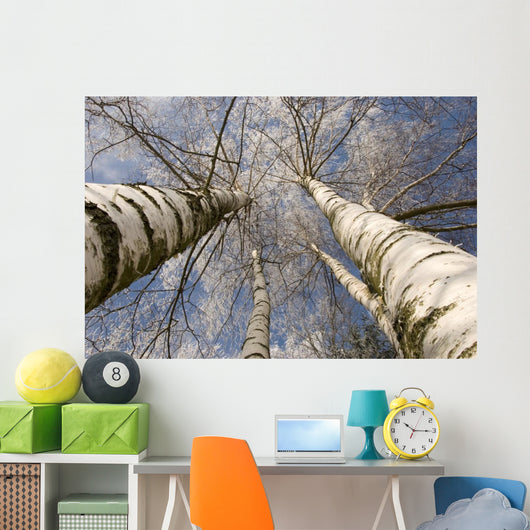 Winter Birches White Rime