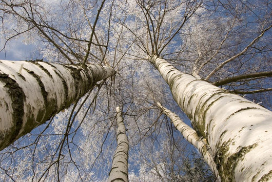 Winter Birches White Rime