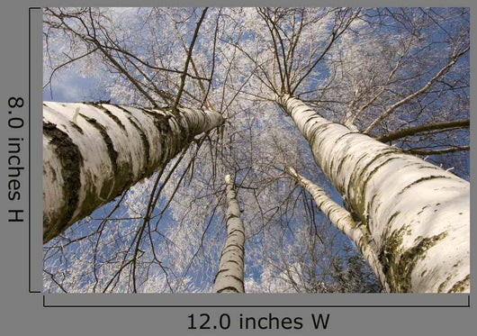 Winter Birches White Rime