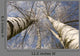 Winter Birches White Rime