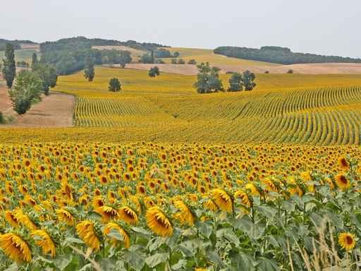 Champs Tournesol Wall Decal