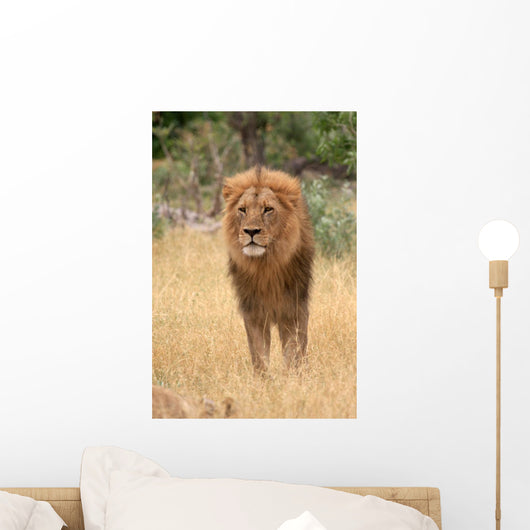 Lion king Wall Mural