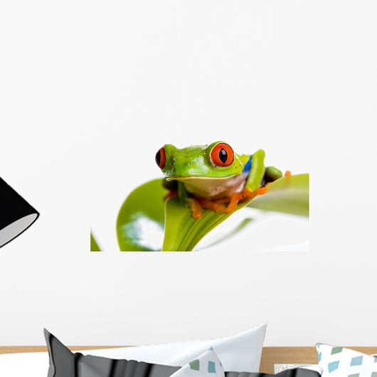 Red Eyed Tree Frog Wall Mural