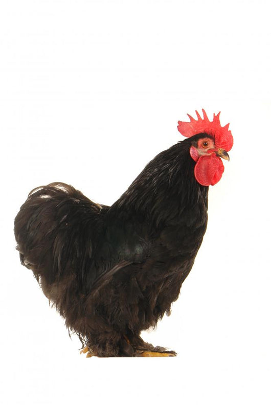 Black Cock Wall Decal