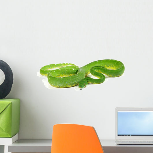 Morelia Viridis