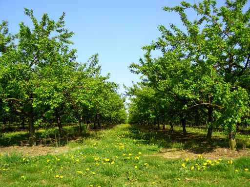 Apple Trees Wall Decal Design 2