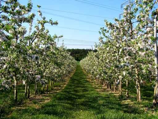 Apple Trees Wall Decal Design 1