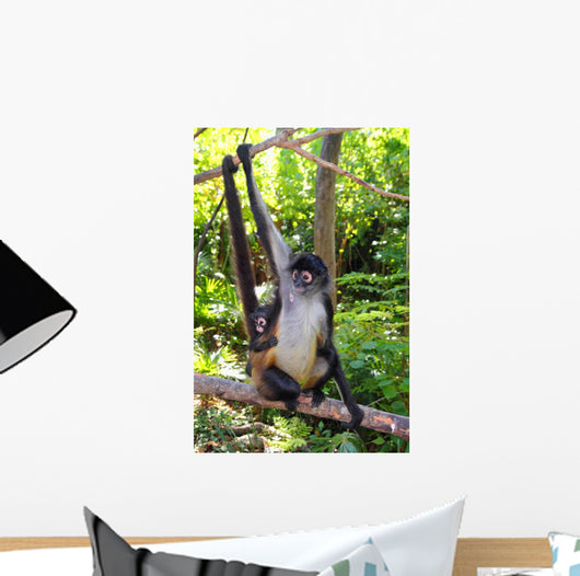Ateles Geoffroyi Spider Monkey