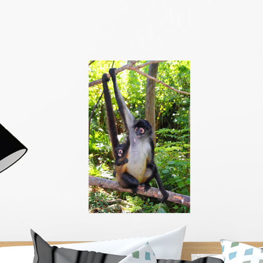 Ateles Geoffroyi Spider Monkey