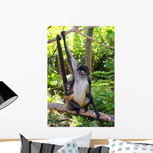 Ateles Geoffroyi Spider Monkey