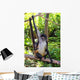 Ateles Geoffroyi Spider Monkey