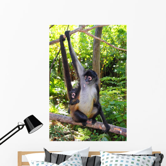 Ateles Geoffroyi Spider Monkey