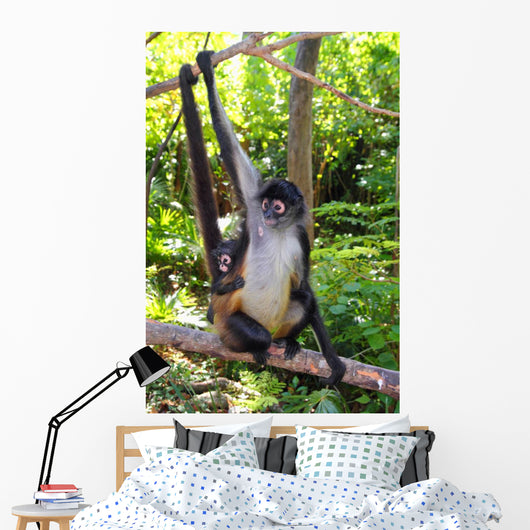Ateles Geoffroyi Spider Monkey