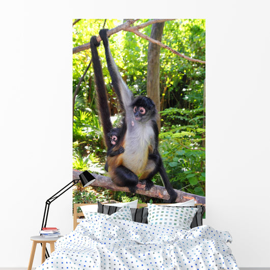 Ateles Geoffroyi Spider Monkey