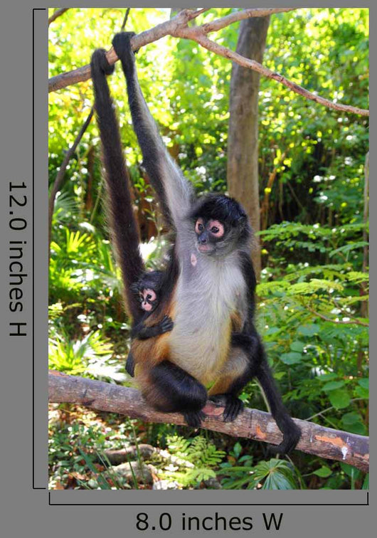 Ateles Geoffroyi Spider Monkey