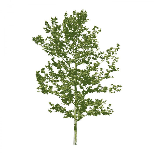 Vector Tree Nature