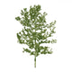 Vector Tree Nature