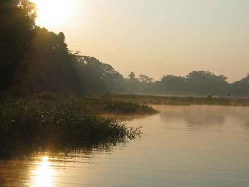 Amazon River Wall Decal