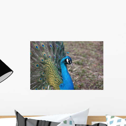 Pfau