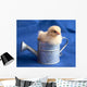 Baby Chick in Watering Can Wall Mural