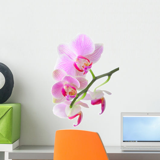 Orchid Wall Mural