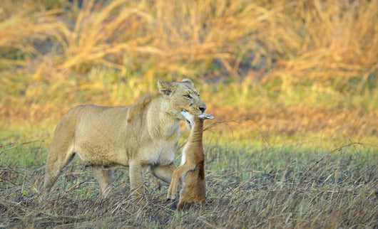 Lioness with Prey Wall Mural