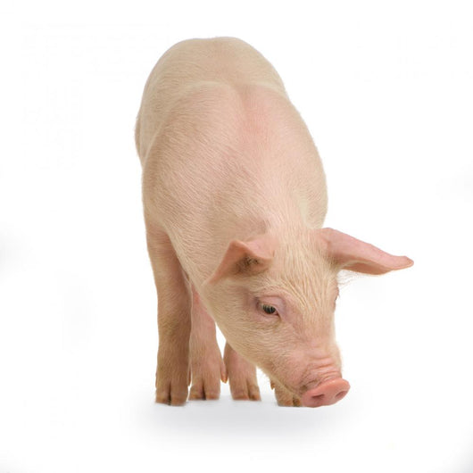 Cochon Wall Decal Design 1