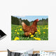 Hen