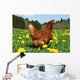 Hen
