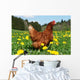 Hen