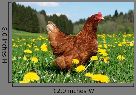 Hen