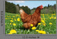 Hen