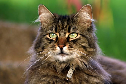 Cat Portrait Wall Decal