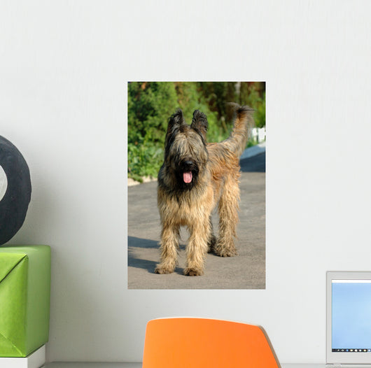 Briard Wall Mural