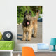 Briard Wall Mural