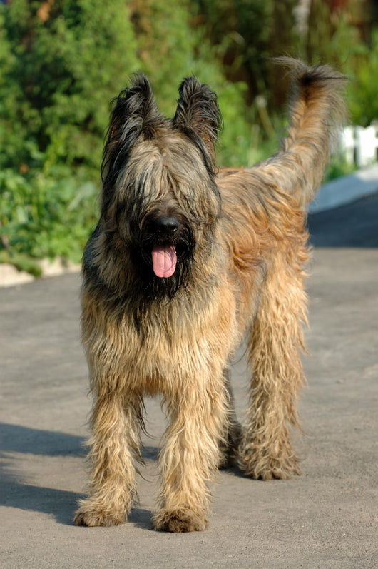 Briard Wall Mural