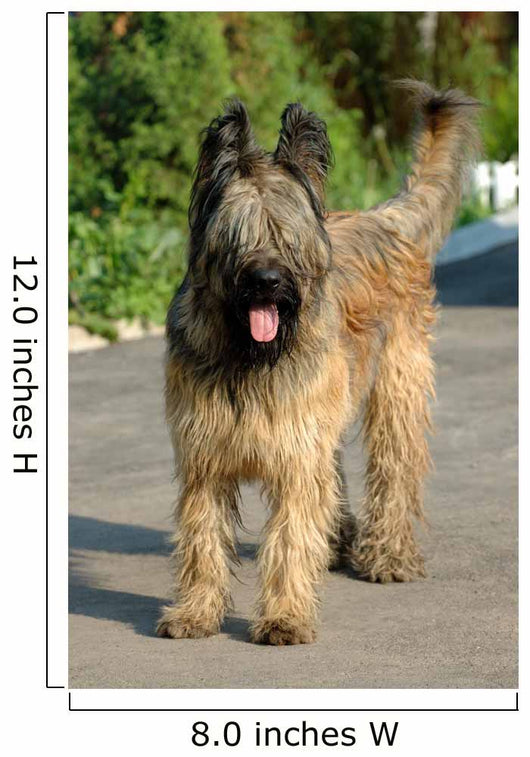 Briard Wall Mural