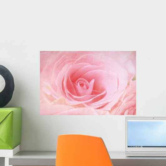 Closeup Pink Rose